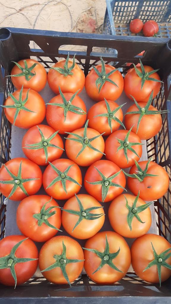 Product image - We are  ( Kemet farms )  here  in Egypt 
we export all agricultural crops with high quality .
Fresh_tomato 
● we can Delivery your request for any country
● Grade A
● packing : 10 kg 
● for Orders please send your message call Us +201271817478
● Export  manager
mrs/ Donia Mostafa
